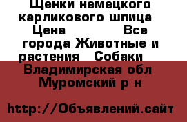 Щенки немецкого карликового шпица › Цена ­ 20 000 - Все города Животные и растения » Собаки   . Владимирская обл.,Муромский р-н